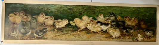 BATTLE OF THE CHICKS BY BEN AUSTRIAN YARD LONG PRINT