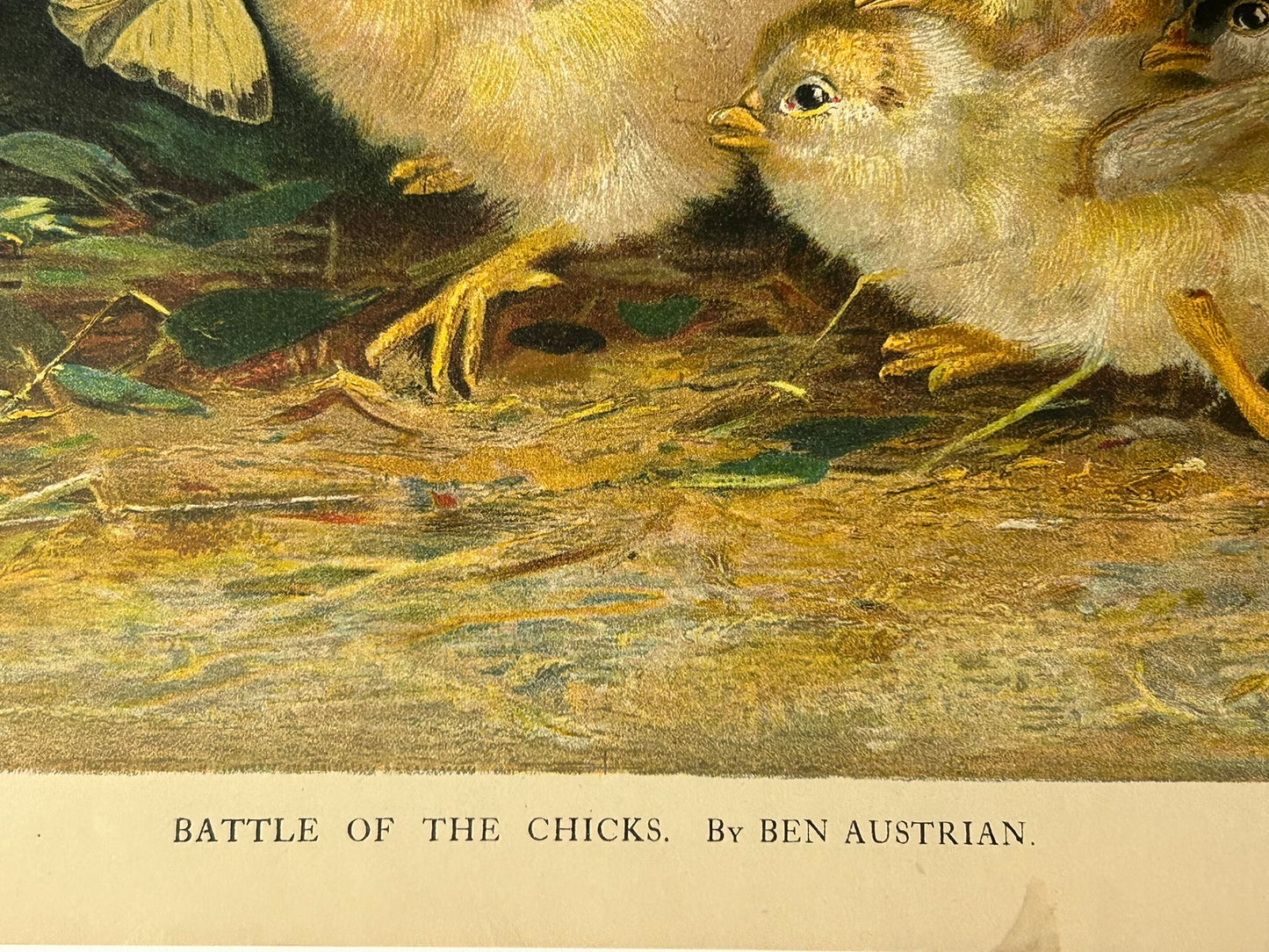 BATTLE OF THE CHICKS BY BEN AUSTRIAN YARD LONG PRINT