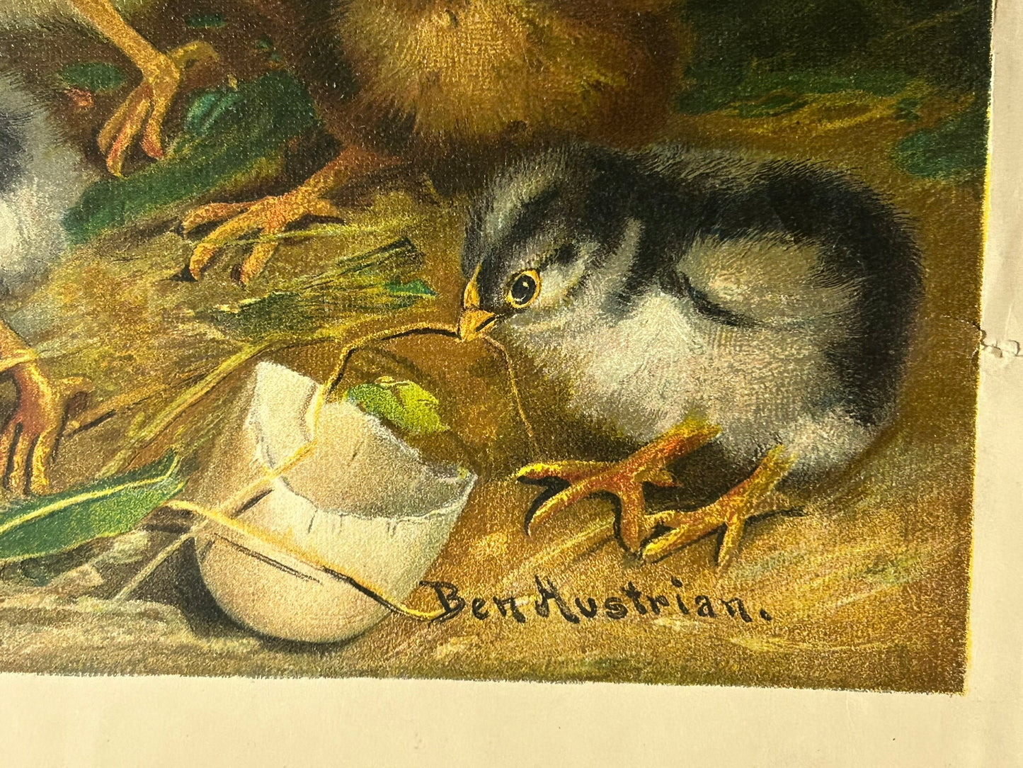 BATTLE OF THE CHICKS BY BEN AUSTRIAN YARD LONG PRINT