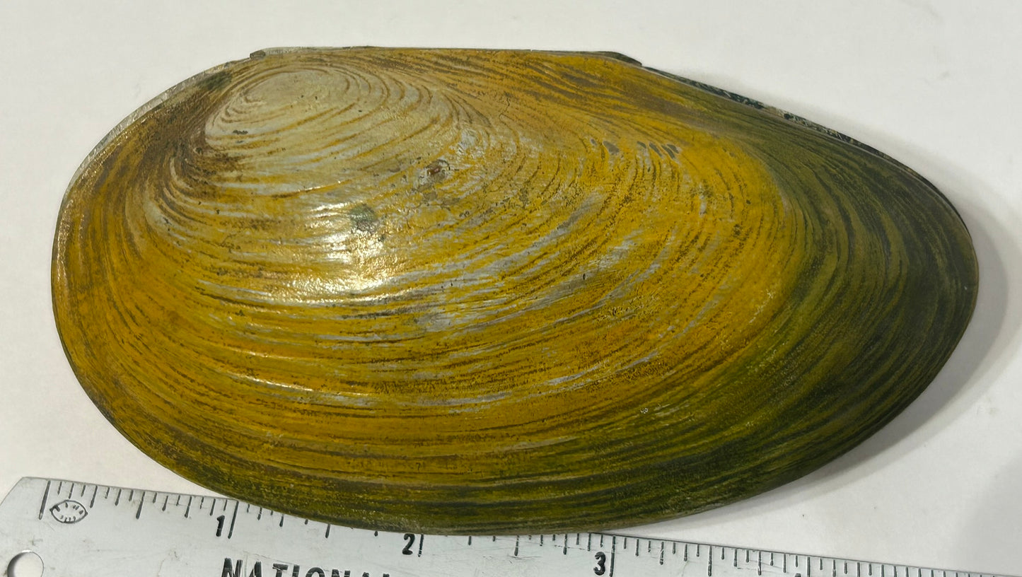 VIENNA BRONZE SEASHELL WITH NUDE INSIDE