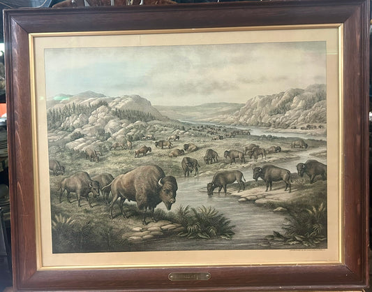 BUFFALO AT REST ANTIQUE PRINT