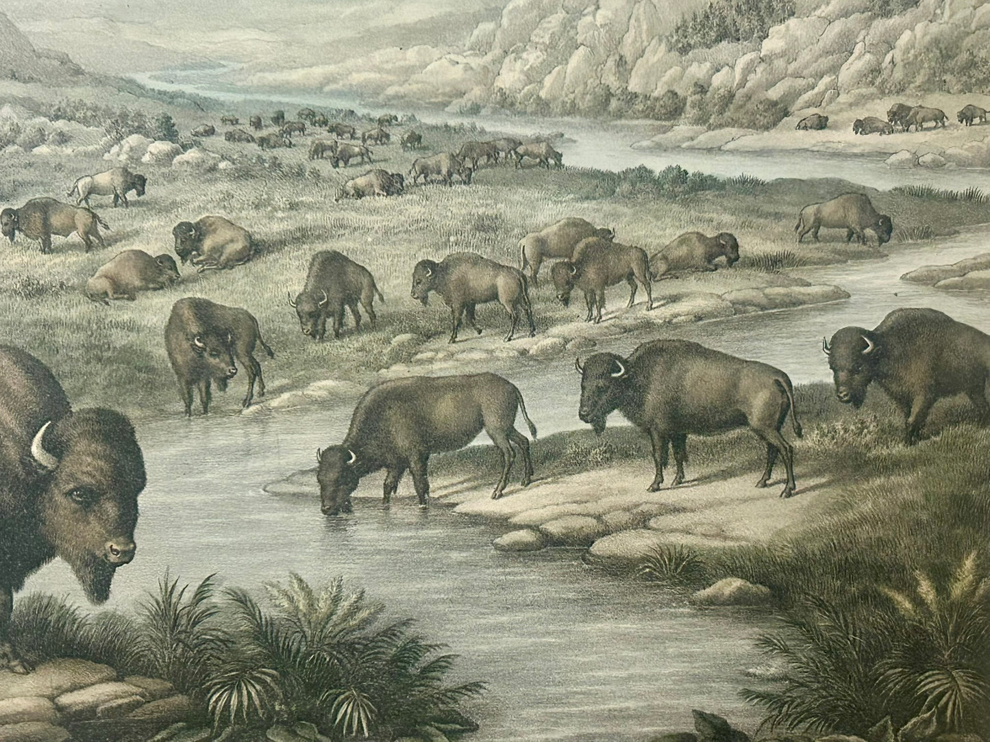 BUFFALO AT REST ANTIQUE PRINT