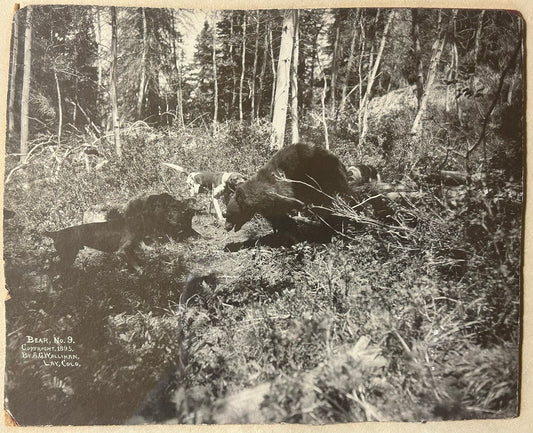 EARLY COLORADO PHOTOGRAPHER A.F. WALLIHAN OF LAY COLORADO 1895 IMAGE OF BEAR AND DOGS