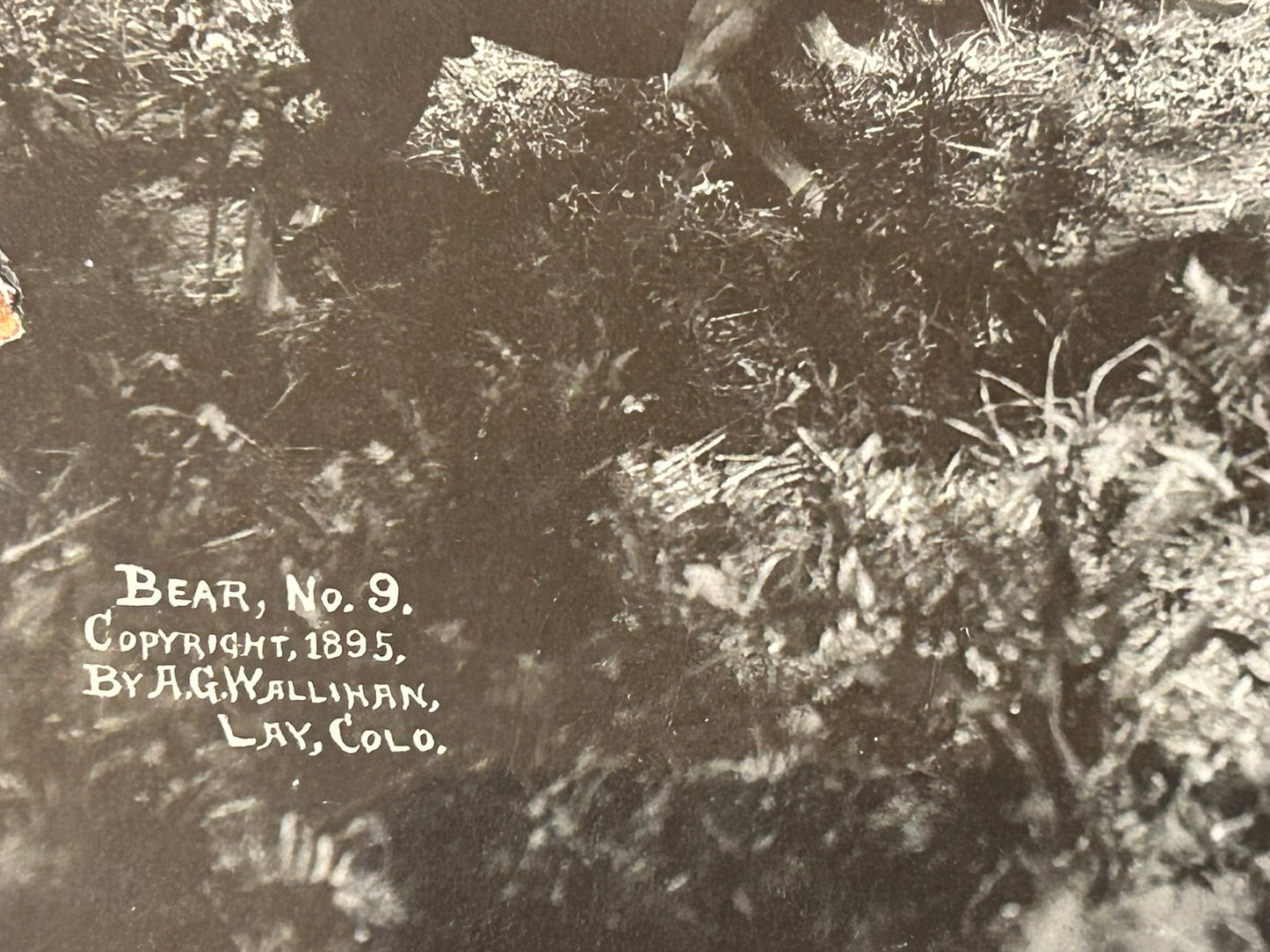 EARLY COLORADO PHOTOGRAPHER A.F. WALLIHAN OF LAY COLORADO 1895 IMAGE OF BEAR AND DOGS