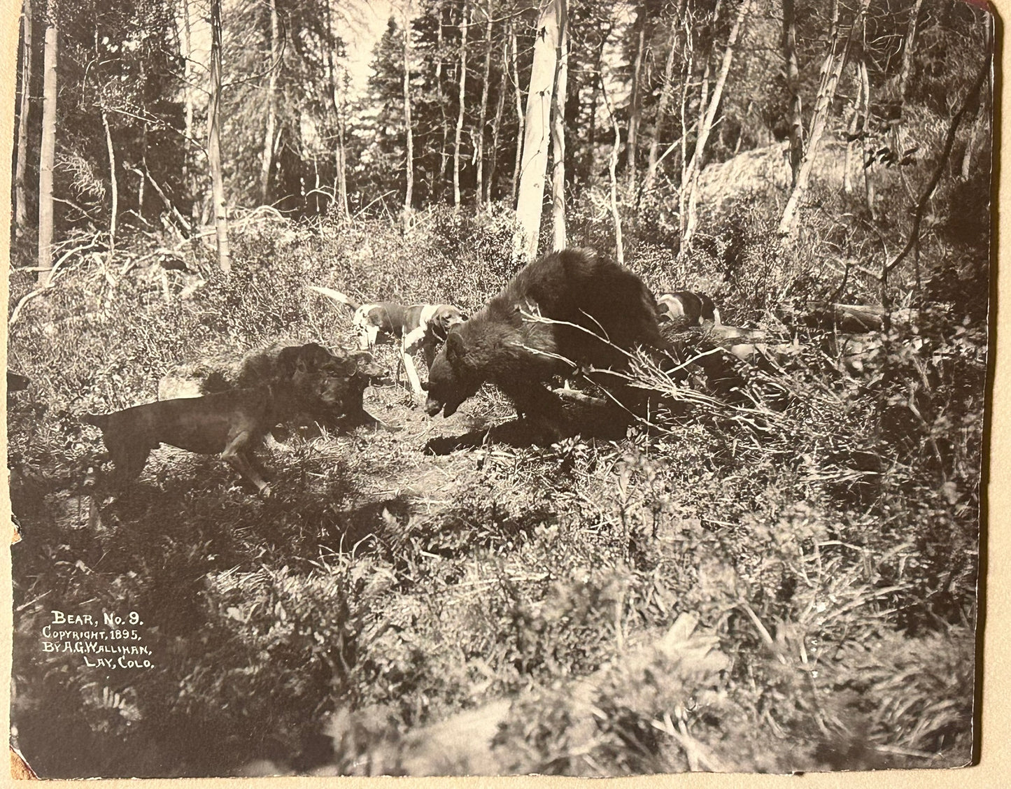 EARLY COLORADO PHOTOGRAPHER A.F. WALLIHAN OF LAY COLORADO 1895 IMAGE OF BEAR AND DOGS