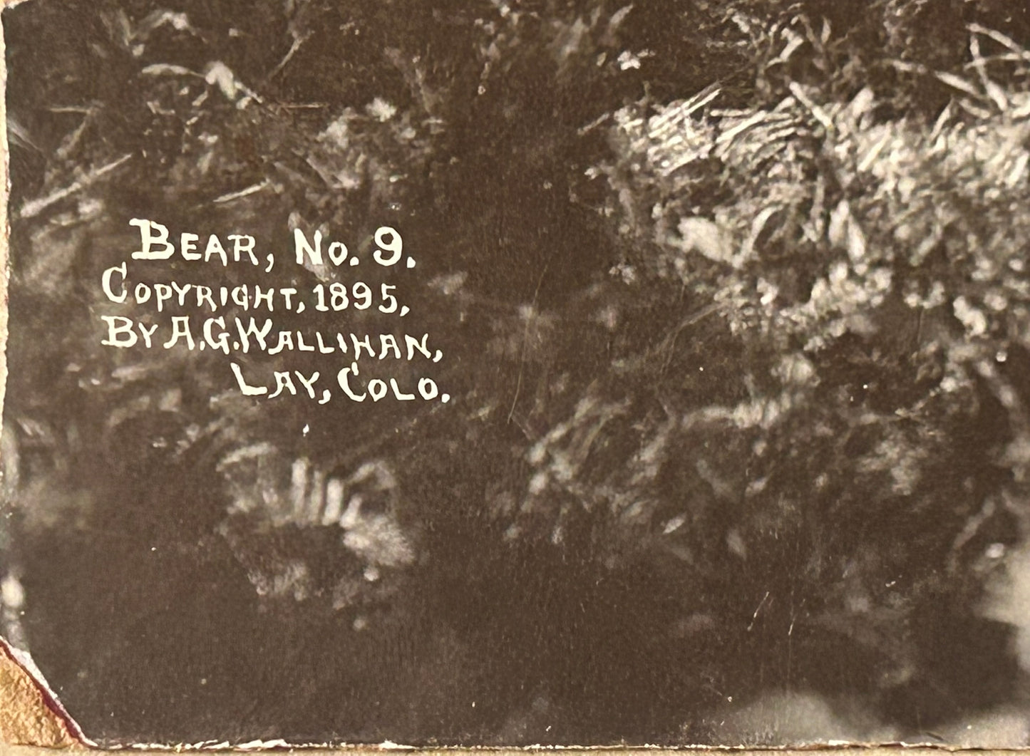 EARLY COLORADO PHOTOGRAPHER A.F. WALLIHAN OF LAY COLORADO 1895 IMAGE OF BEAR AND DOGS