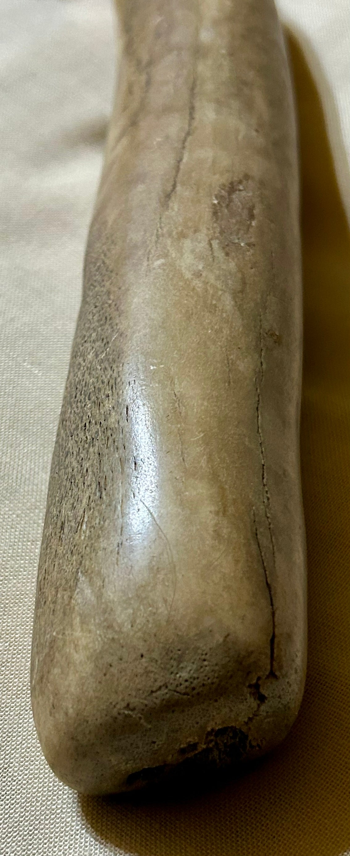 NATIVE AMERICAN 1800'S ELK HORN HIDE SCRAPER
