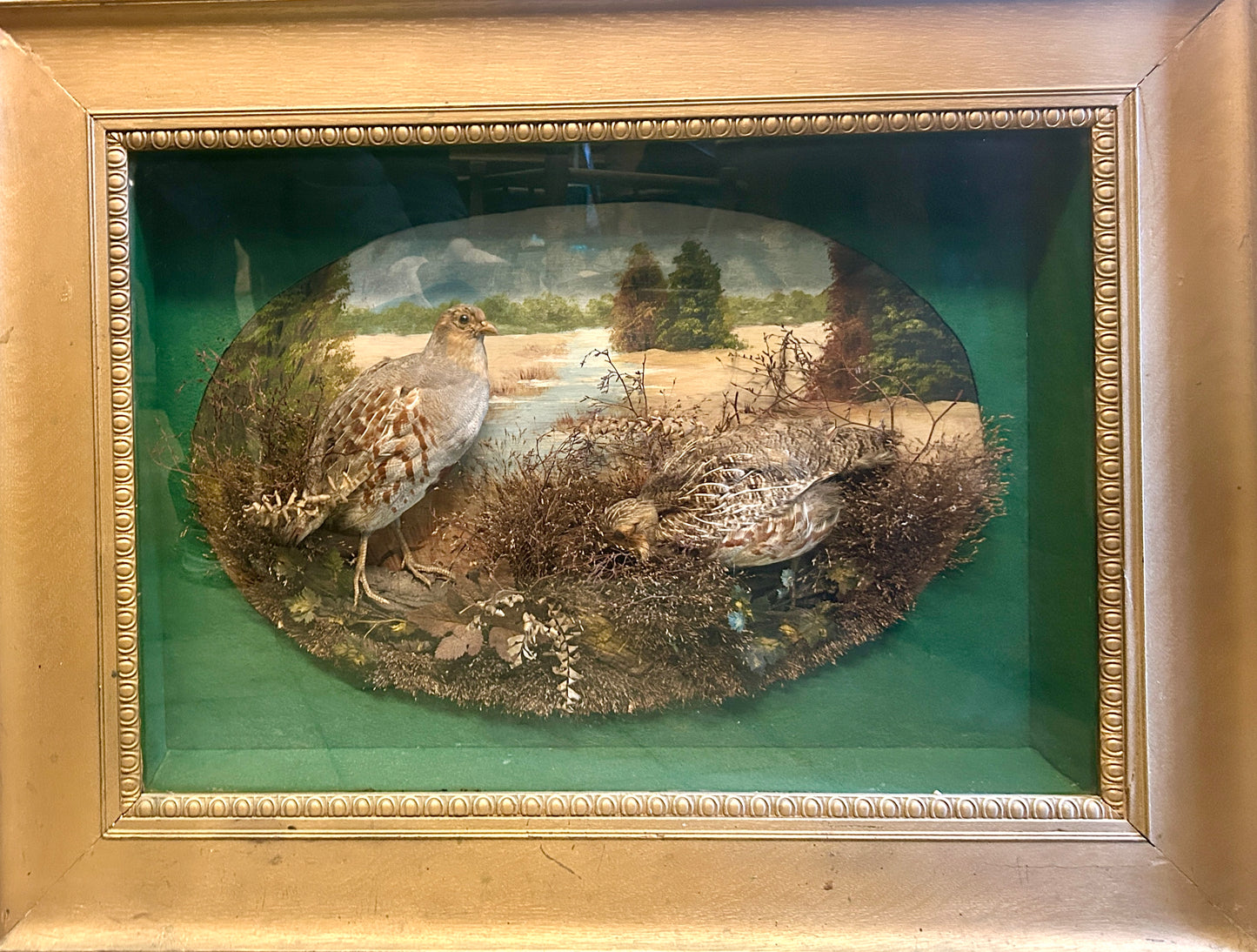TAXIDERMY QUAIL IN ANTIQUE FRAMED SHADOW BOX SCENE
