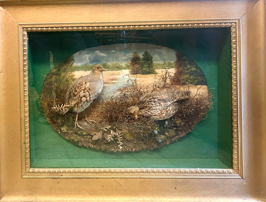 TAXIDERMY QUAIL IN ANTIQUE FRAMED SHADOW BOX SCENE