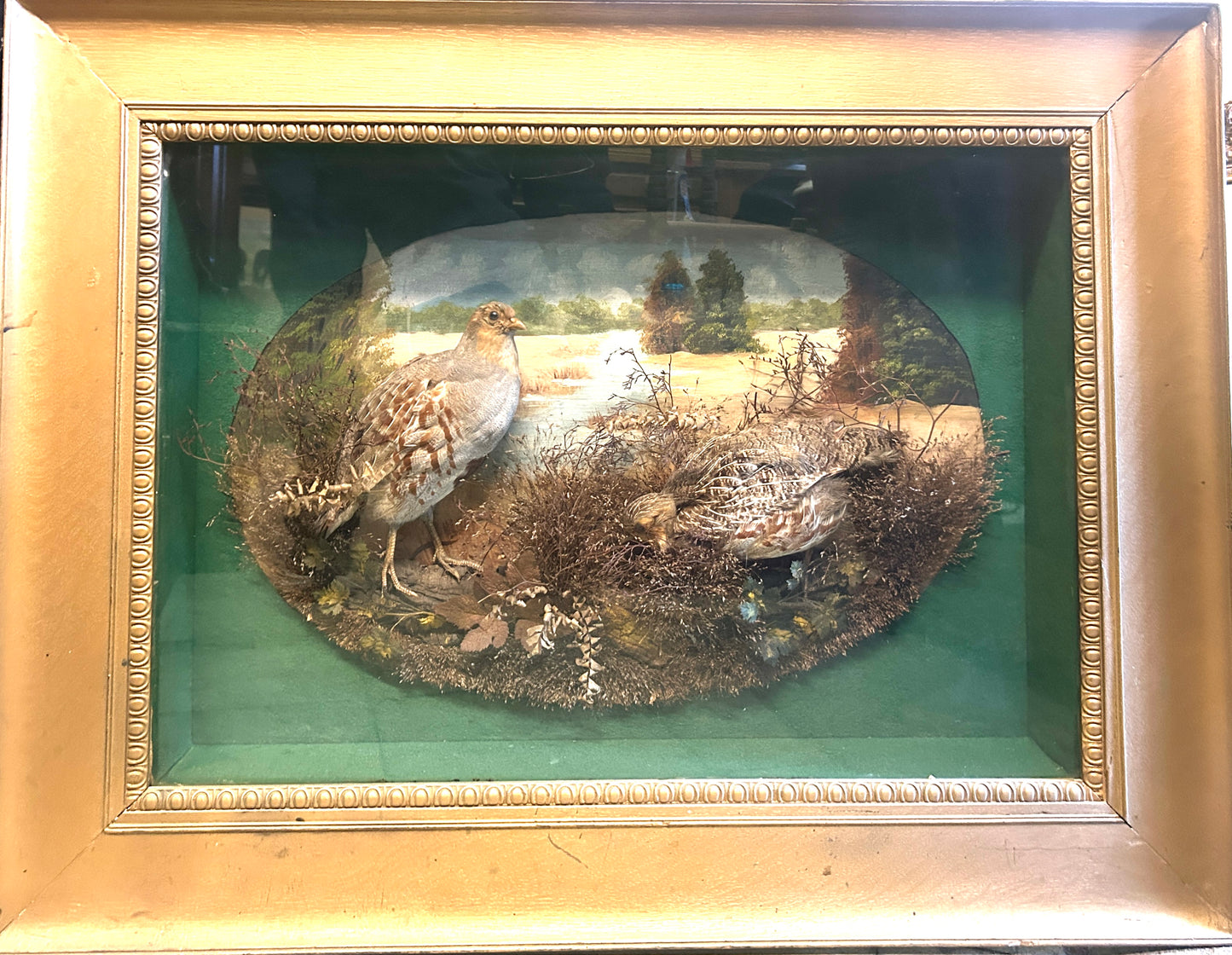 TAXIDERMY QUAIL IN ANTIQUE FRAMED SHADOW BOX SCENE
