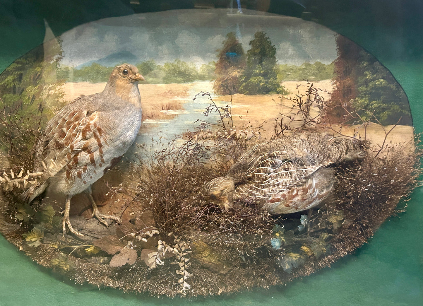 TAXIDERMY QUAIL IN ANTIQUE FRAMED SHADOW BOX SCENE