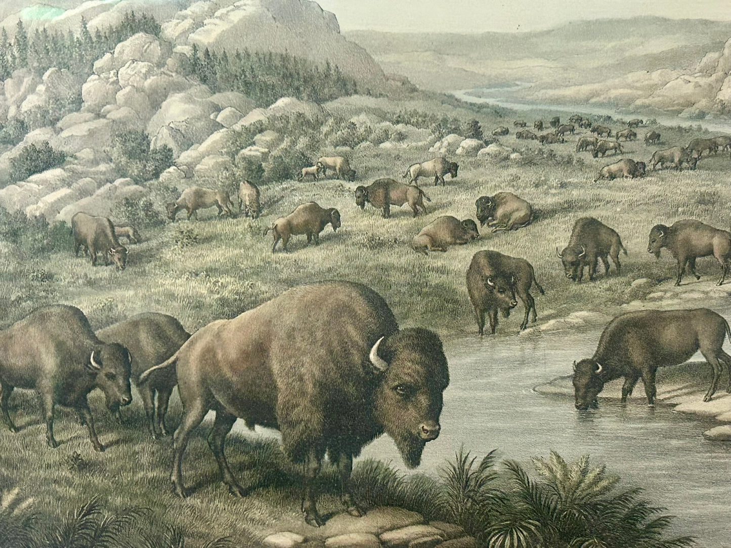 BUFFALO AT REST ANTIQUE PRINT