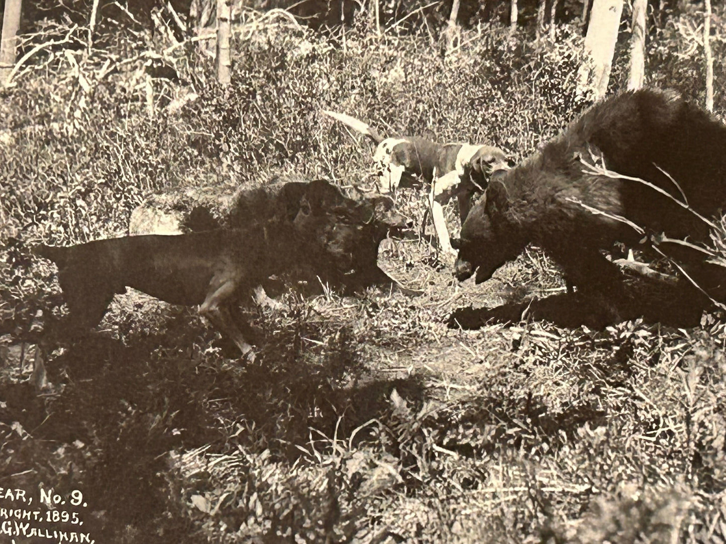 EARLY COLORADO PHOTOGRAPHER A.F. WALLIHAN OF LAY COLORADO 1895 IMAGE OF BEAR AND DOGS
