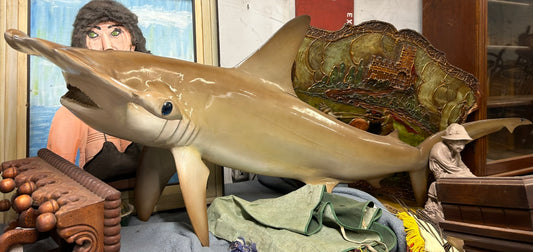 HAMMERHEAD MOUNTED SHARK 77" LONG
