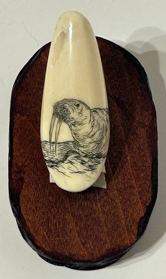 SCRIMSHAW ON IVORY OF WALRUS