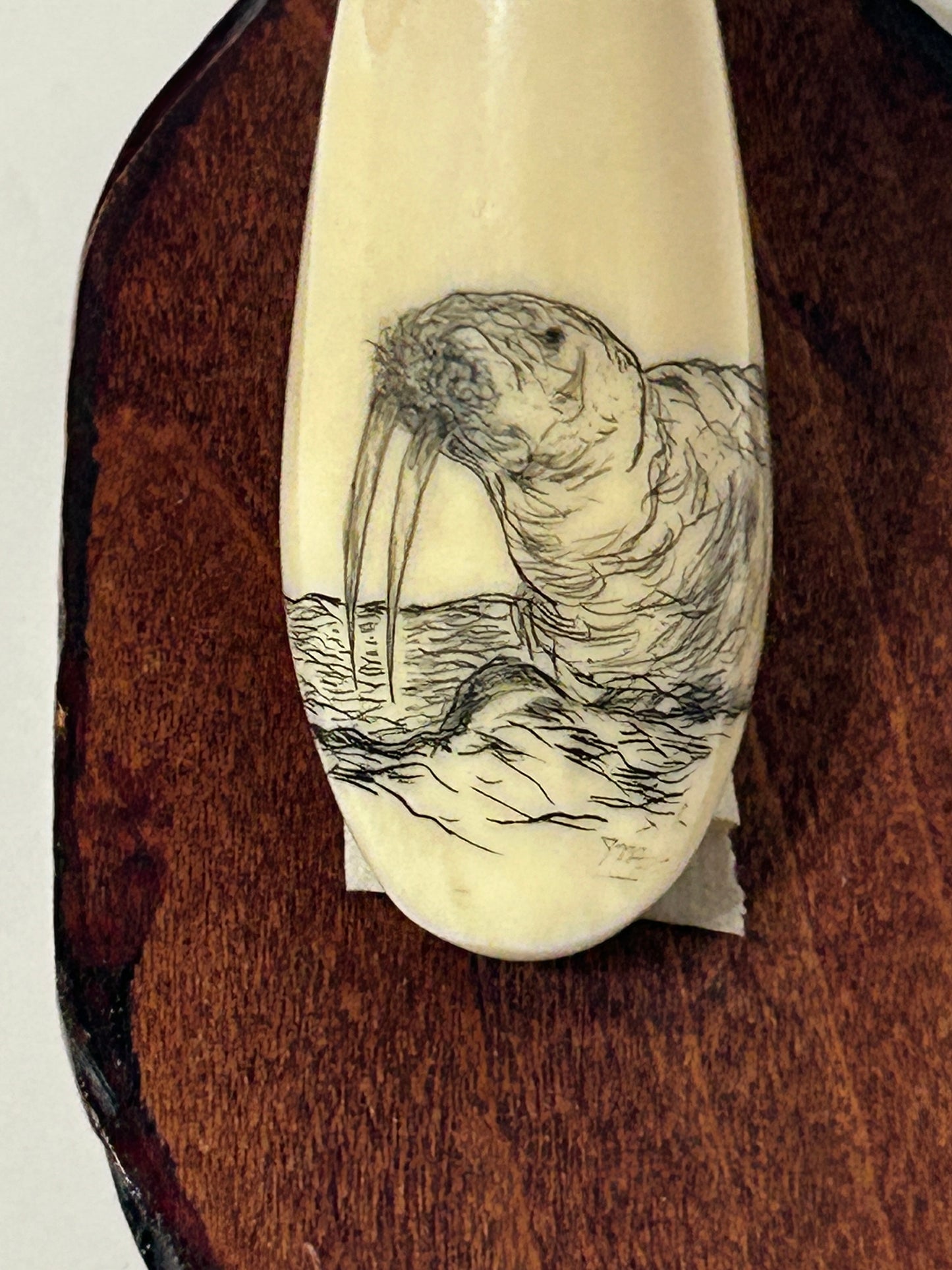 SCRIMSHAW ON IVORY OF WALRUS