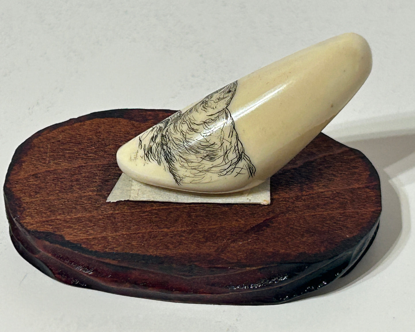 SCRIMSHAW ON IVORY OF WALRUS