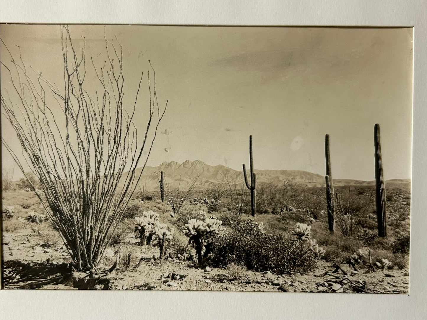 MCCULLOCK BROTHERS, ARIZONA 1884-1947 PHOTO OF DESERT SCENE